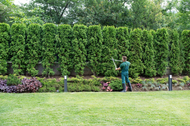 How Our Tree Care Process Works  in  North Springfield, VA