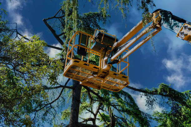 Reliable North Springfield, VA Tree Removal Solutions